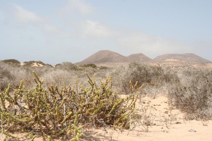 130804-A04 windfeste Vegetation