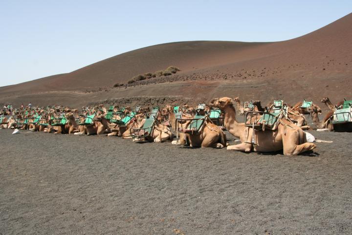 130810-F09 Die Tromedare warten