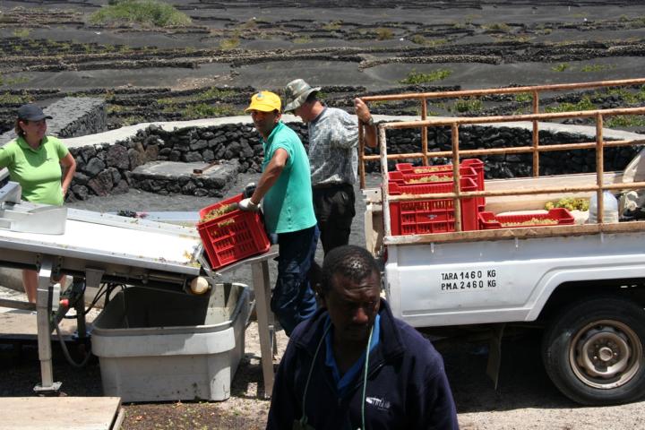 130810-I05 die Weintrauben werden gewaschen