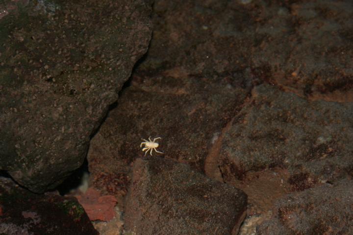 130810-L04 Tiefseekrebse im Wasser