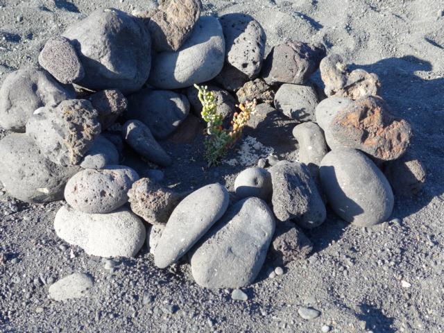 131225-B03 die Pflanzem werden gesch&uuml;tzt