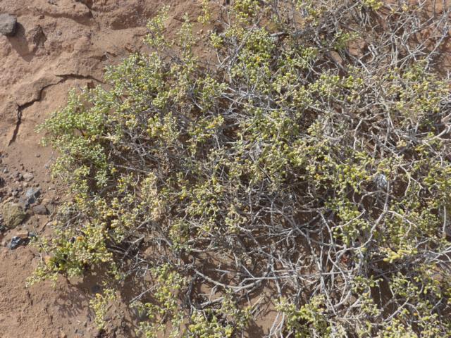 nur diese Art Pflanzen k&ouml;nnen sich behaupten