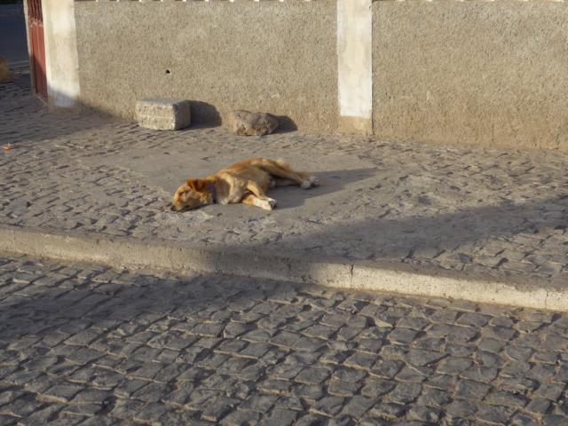 140219-A05 auch die Hunde haben angepasst