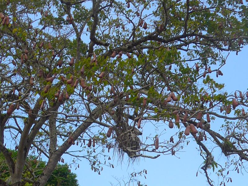 141219-B07 ein Stinkfruchtbaum