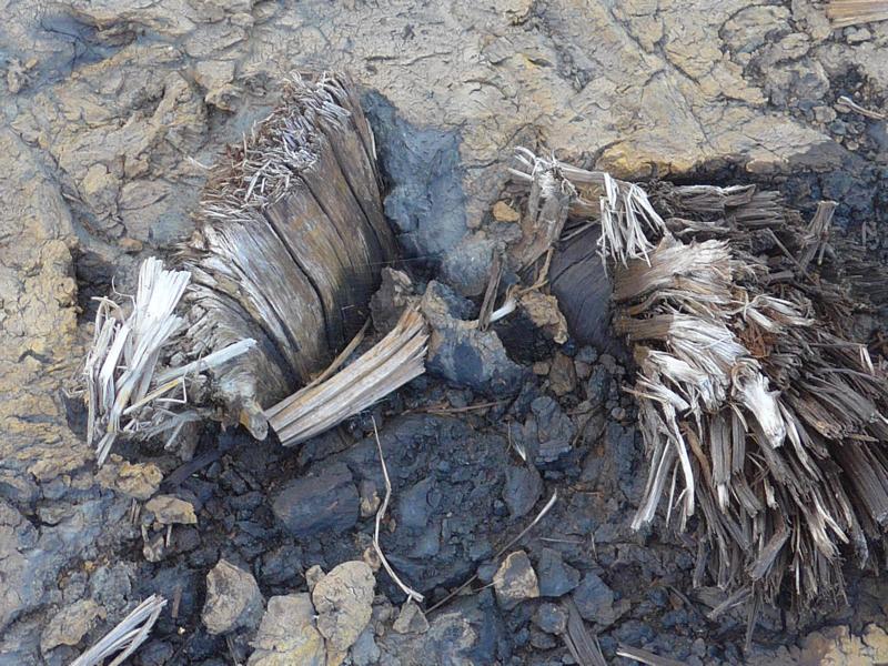 141219-C05 dieser Baum kommt wieder ans Licht