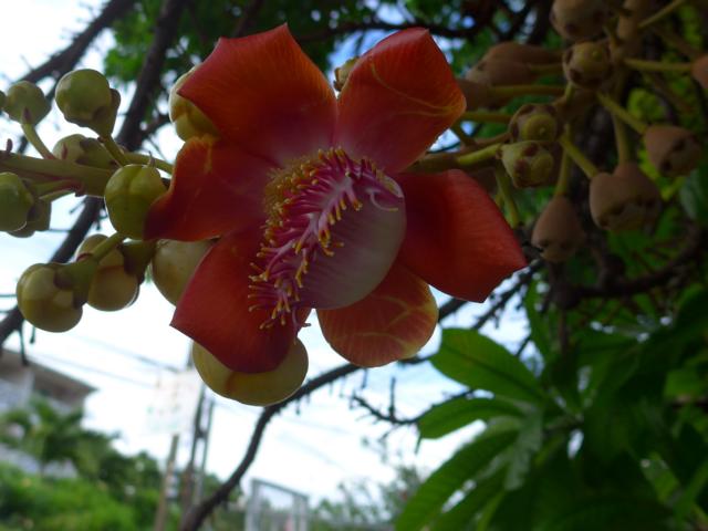 141227-A03 die Bluete duftet wunderbar