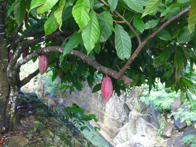 150106-A06 Kakaofrucht