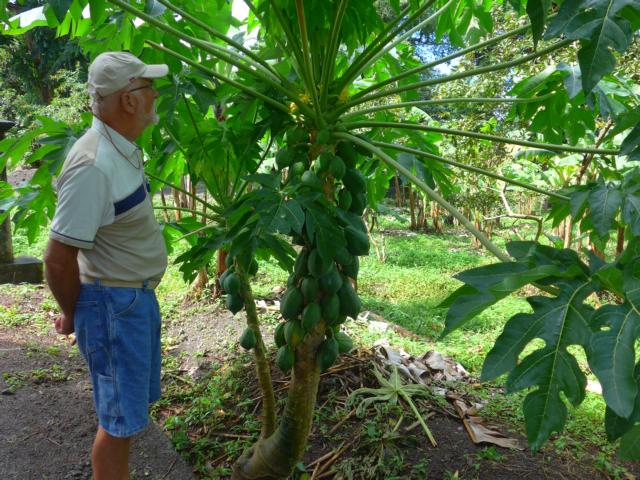 150106-C01 ein Papayabaum mit Fruechten