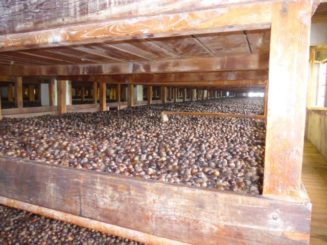 150106-E09 die Muskatnuss wird in der Schale getrocknet