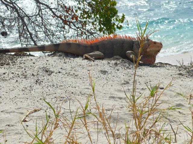 150117 schoener Iguana