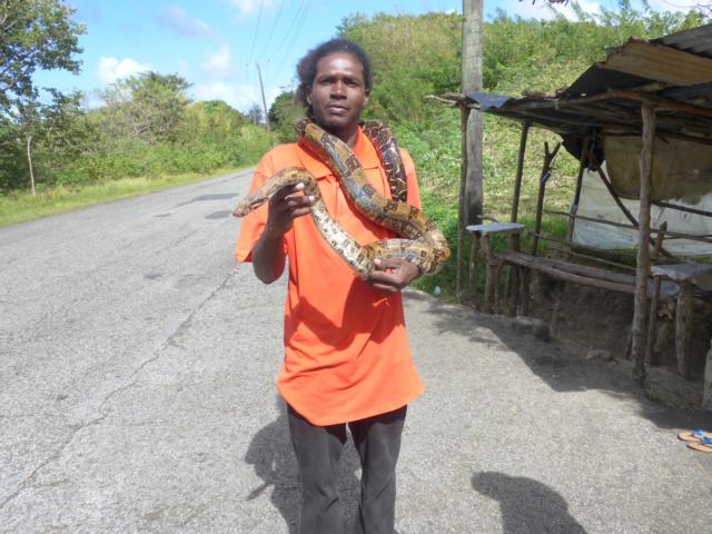 150124-A06Boa Constrktor