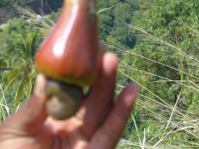 150124-B02 die Cashenuss in der Frucht