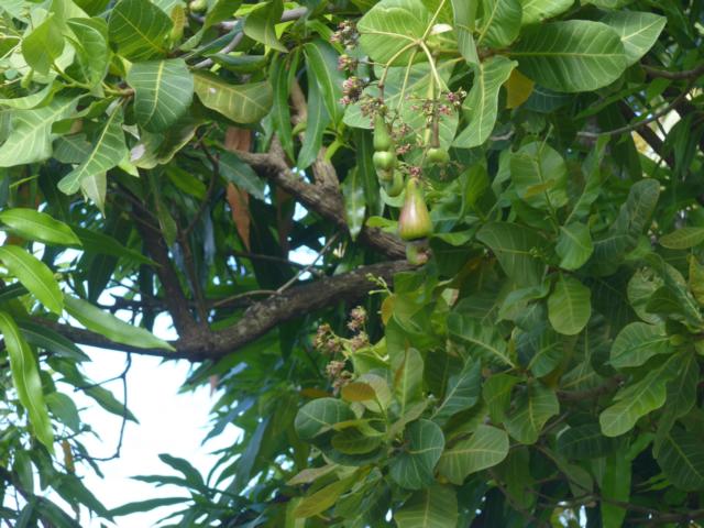 150124-B04 die Frucht am Baum