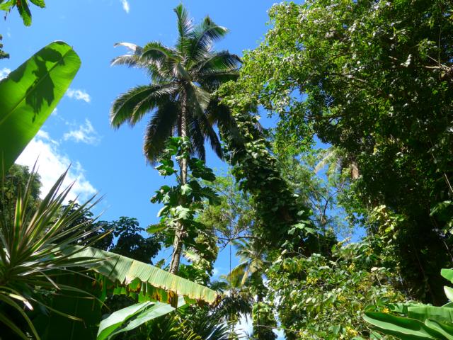 150124-E06 die Ueppige Natur