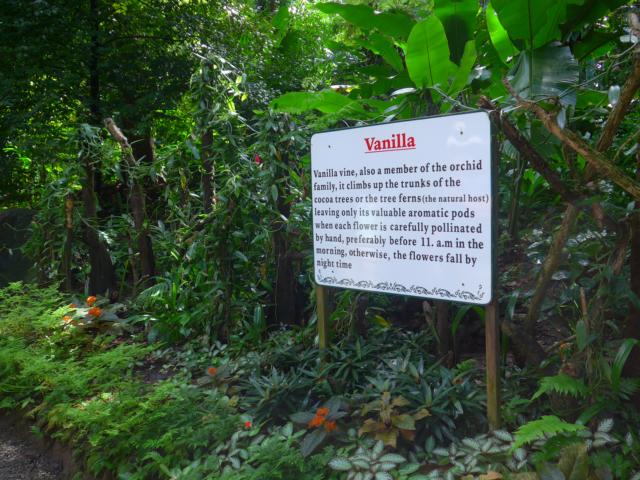 150124-C009 die Vanilpflanze 