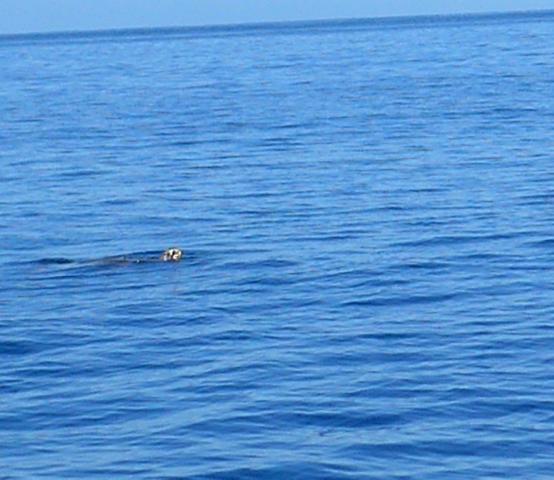 150207-D05 eine grosse Wasserschildgroete