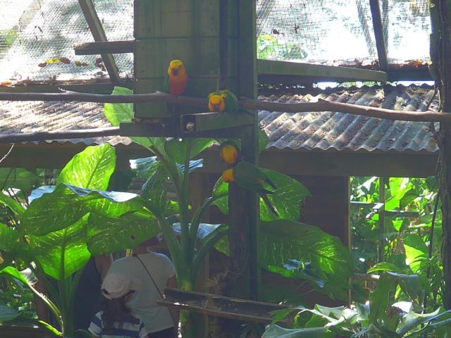 150214-B03 kleine Papageien im Freigehege