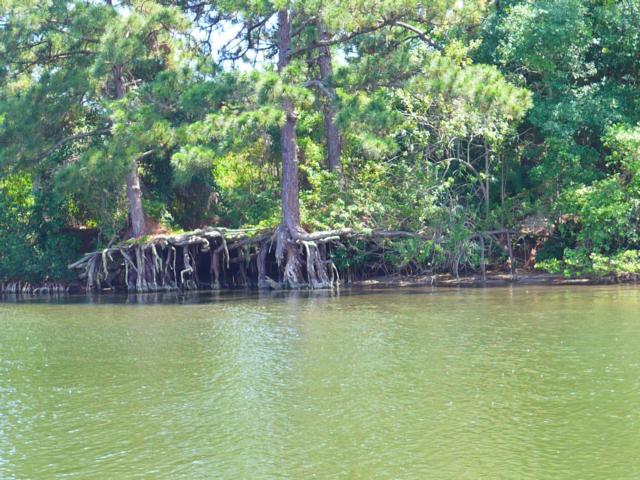 150414-C01 gewaltige Wurzeln