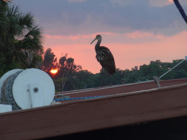 160428-F-D03 ein Reiher auf dem Nachbarboot