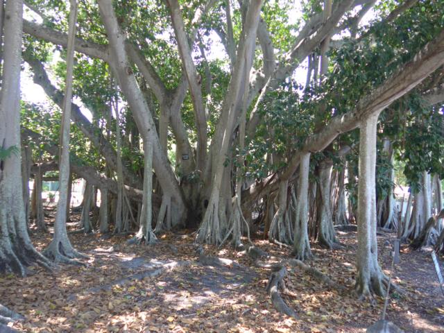 160507-F-E08 ein Baum mit vielen Wurzeln