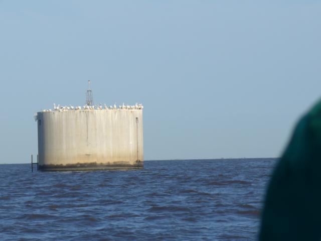 160509-F-A07 hier sitzen wei&szlig;e Pelikane